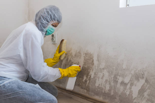 Best Mold Damage Restoration  in Monona, WI